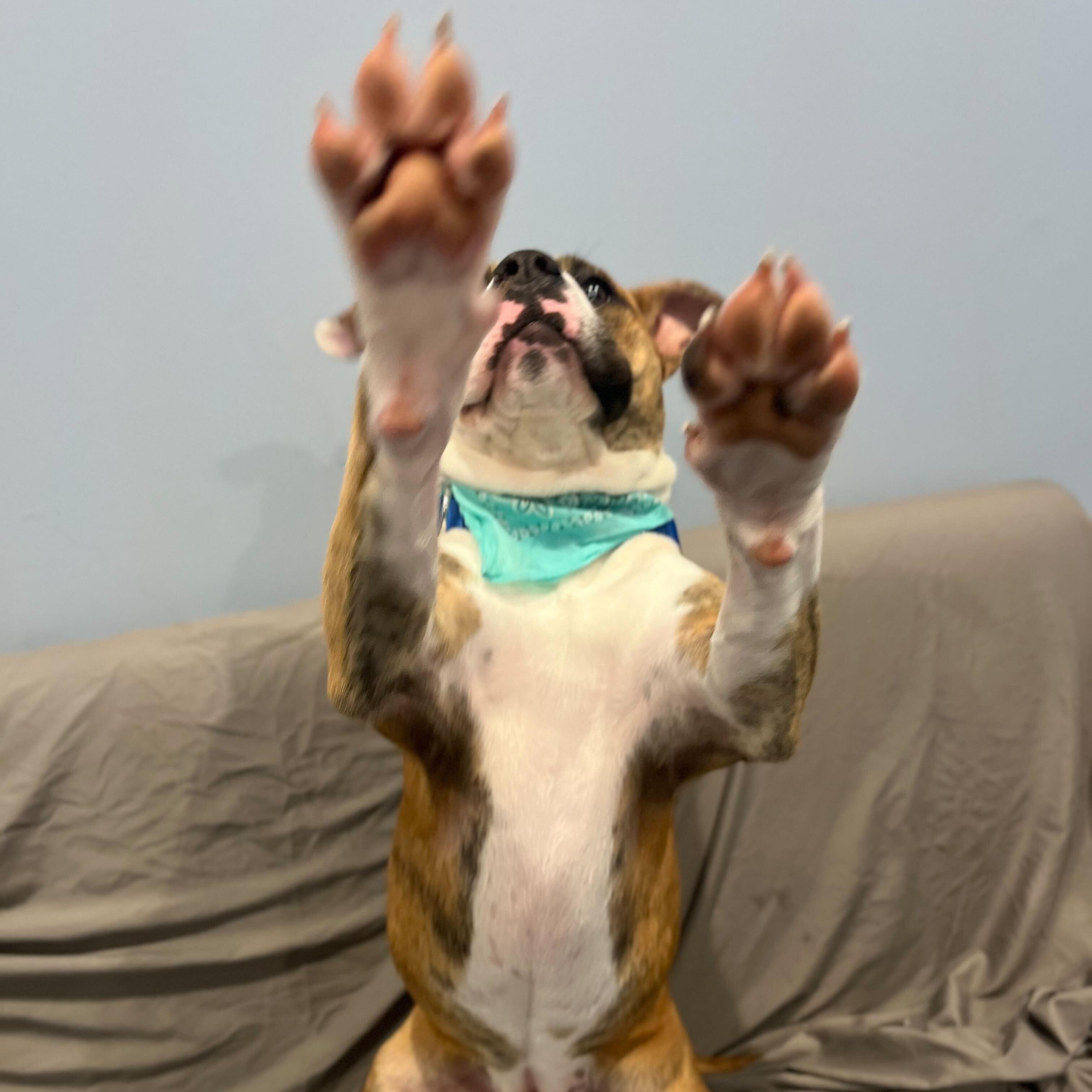 Georgia, an adoptable Mixed Breed in Canal Winchester, OH image 4/5