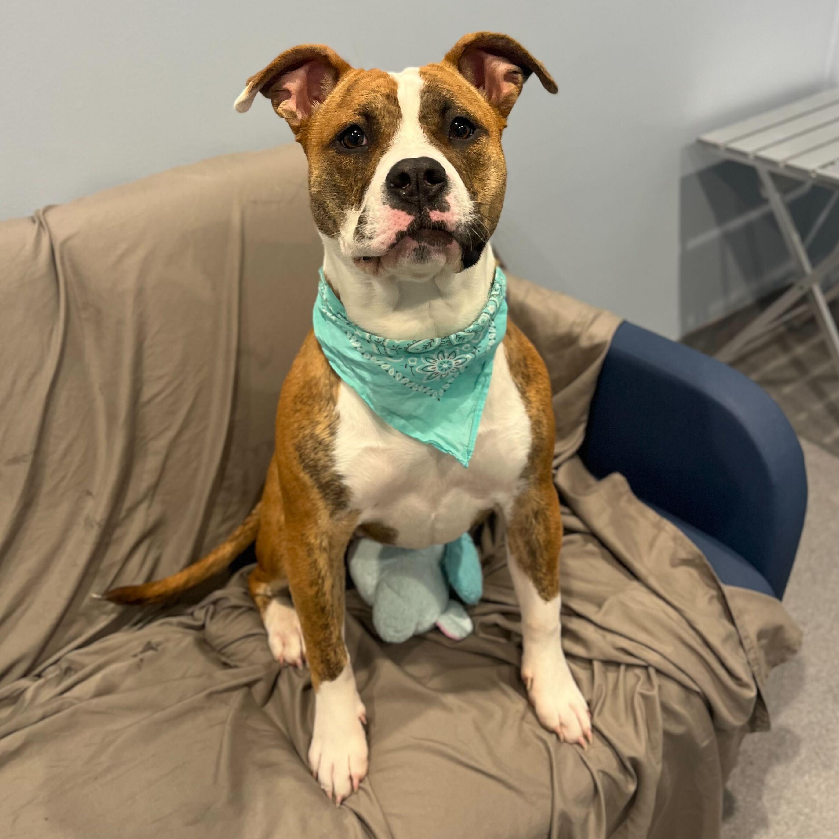 Georgia, an adoptable Mixed Breed in Canal Winchester, OH image 2/5