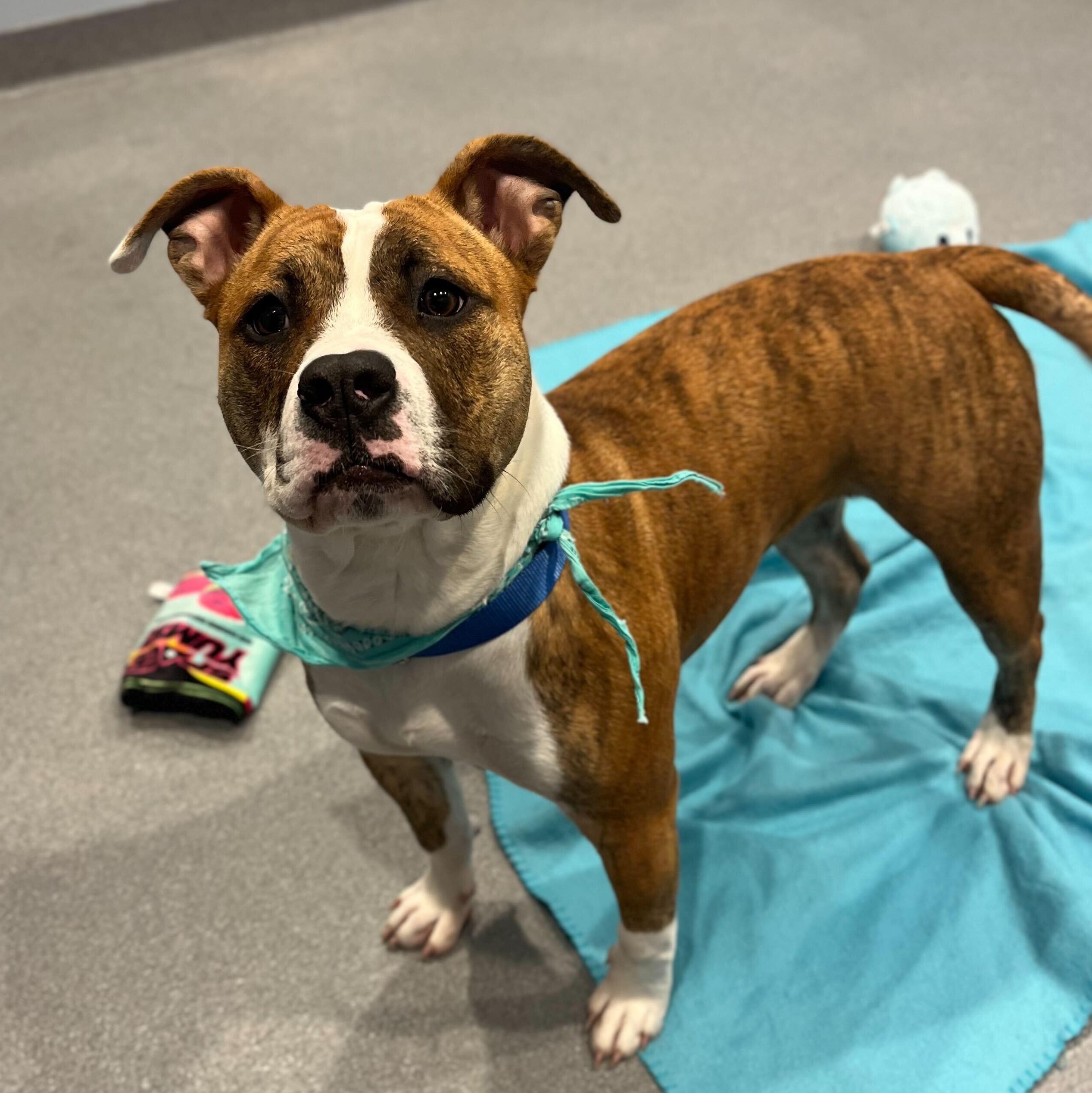 Georgia, an adoptable Mixed Breed in Canal Winchester, OH image 5/5