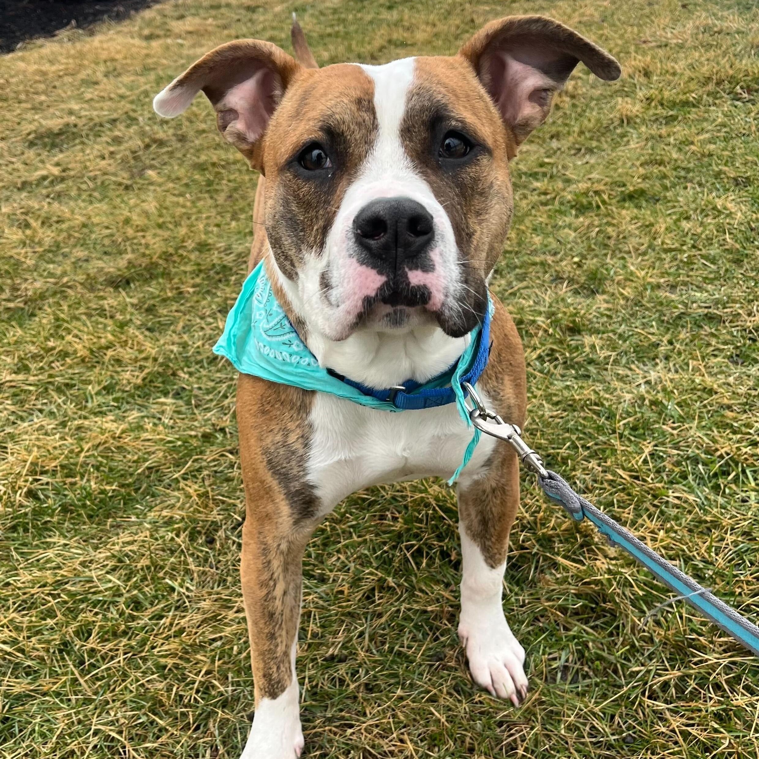 Georgia, an adoptable Mixed Breed in Canal Winchester, OH image 3/5