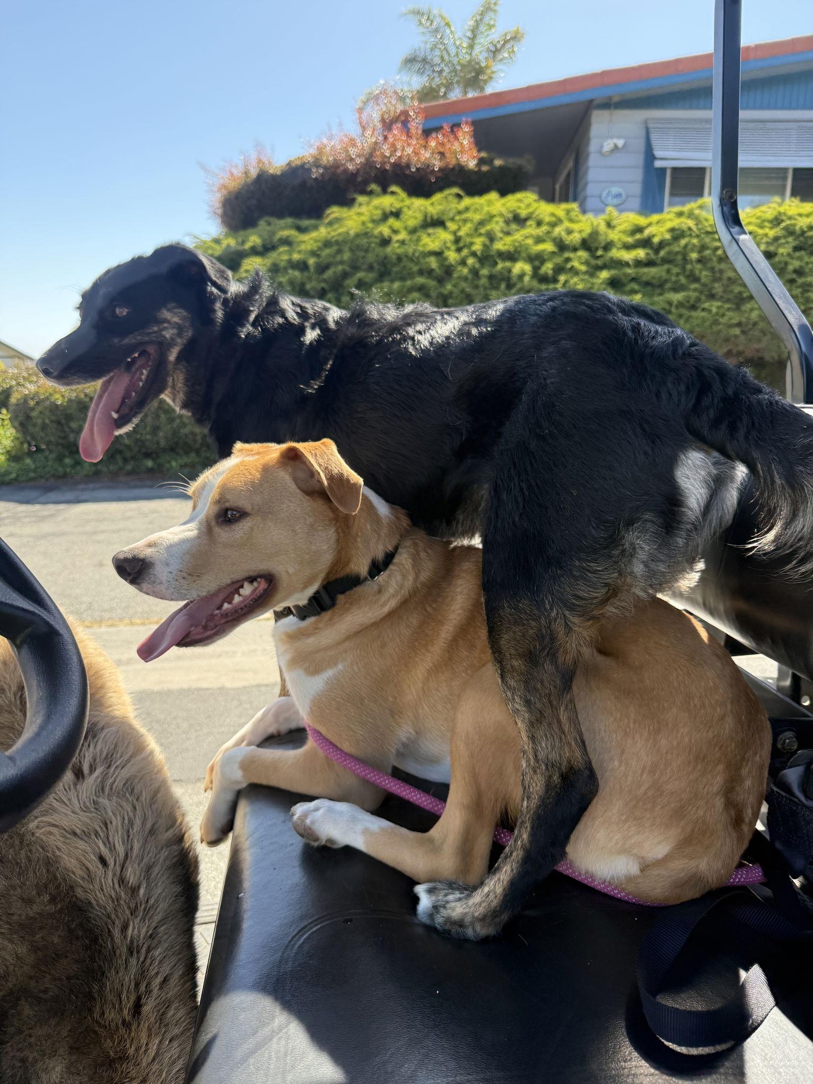 TEDDY, Adoptable, Adult Male Mixed Breed.