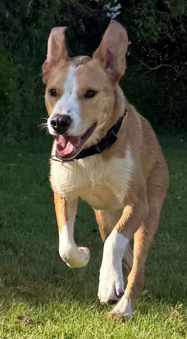 Enlarge TEDDY, a Adoptable Mixed Breed in Pasadena, CA image 2/3