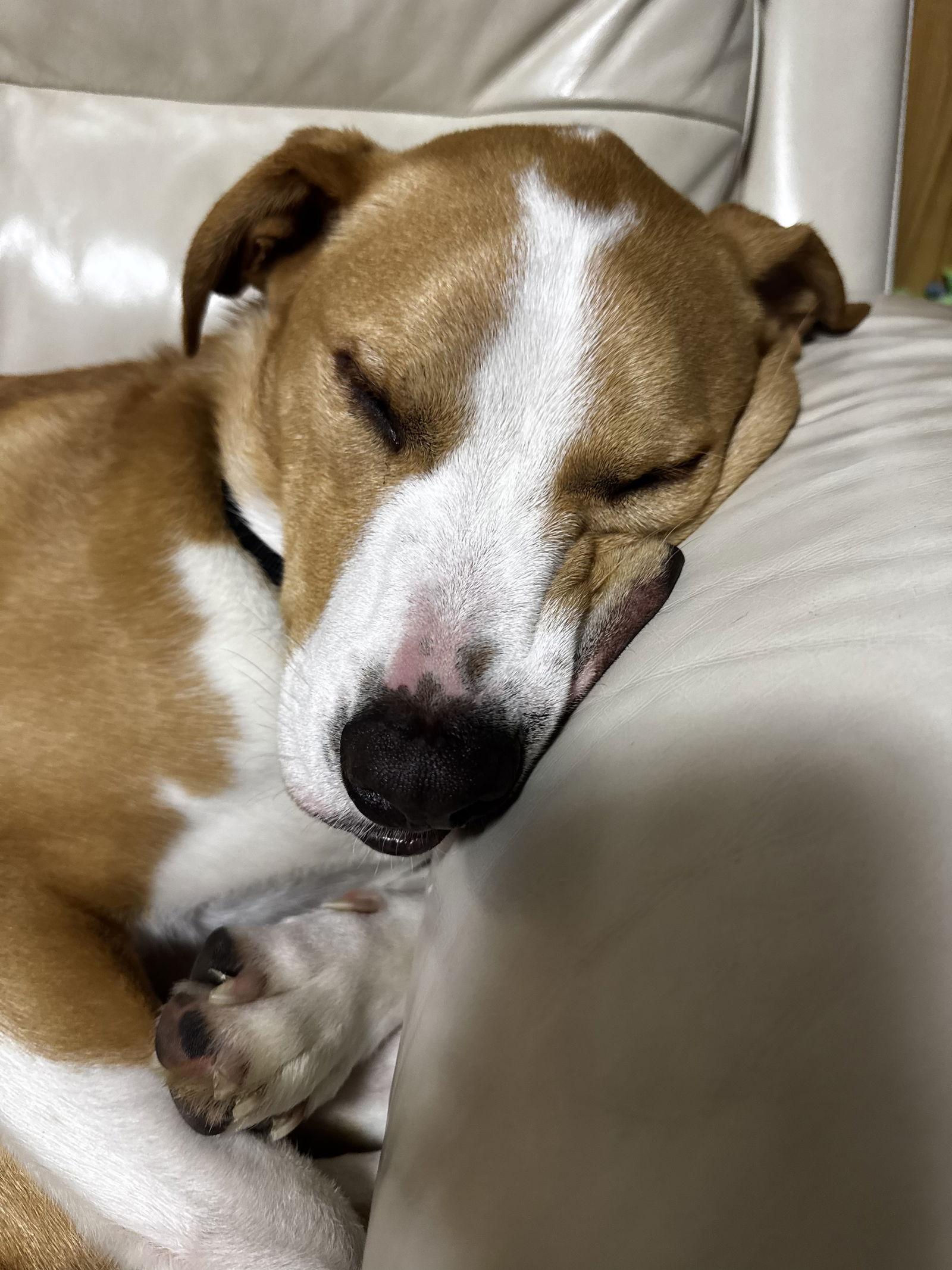 Enlarge TEDDY, a Adoptable Mixed Breed in Pasadena, CA image 3/3