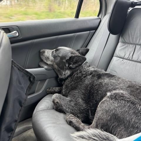 Enlarge Bowser, a ADOPTABLE Australian Cattle Dog / Blue Heeler in Berryville, VA image 5/5
