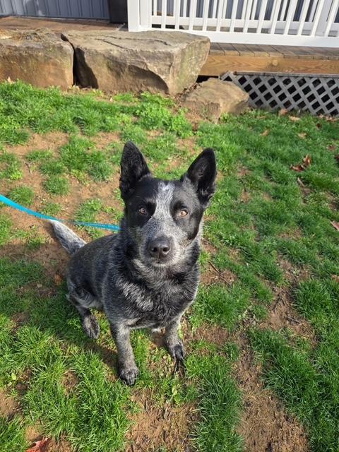 Enlarge Bowser, a ADOPTABLE Australian Cattle Dog / Blue Heeler in Berryville, VA image 3/5