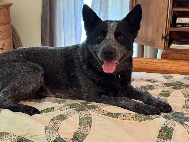 Enlarge Bowser, a ADOPTABLE Australian Cattle Dog / Blue Heeler in Berryville, VA image 1/5