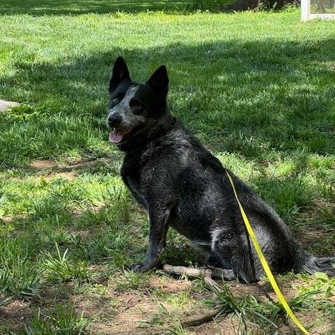 Enlarge Bowser, a ADOPTABLE Australian Cattle Dog / Blue Heeler in Berryville, VA image 2/5
