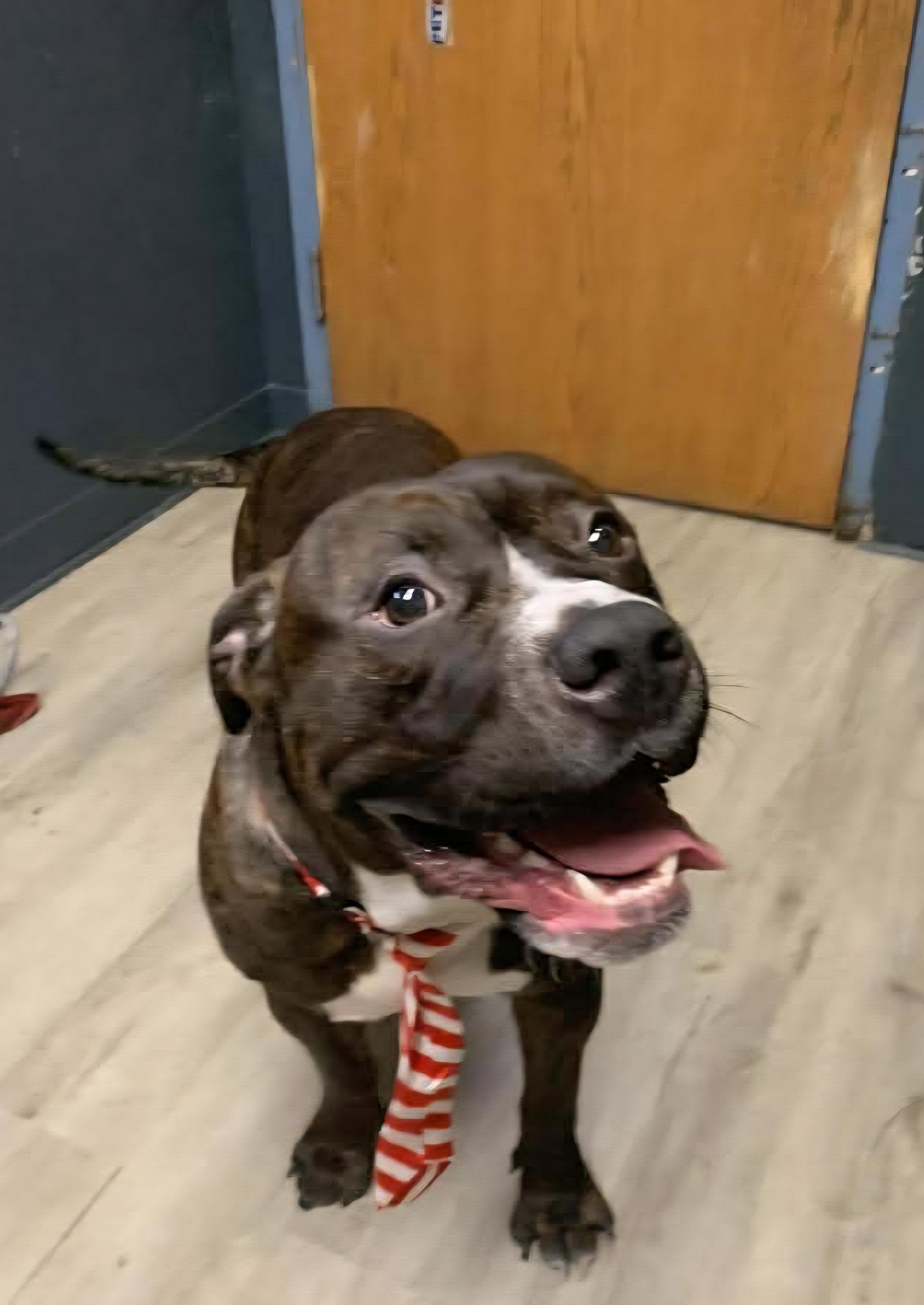 Enlarge Reggie, an adoptable mixed breed in Mansfield, OH image 3/5