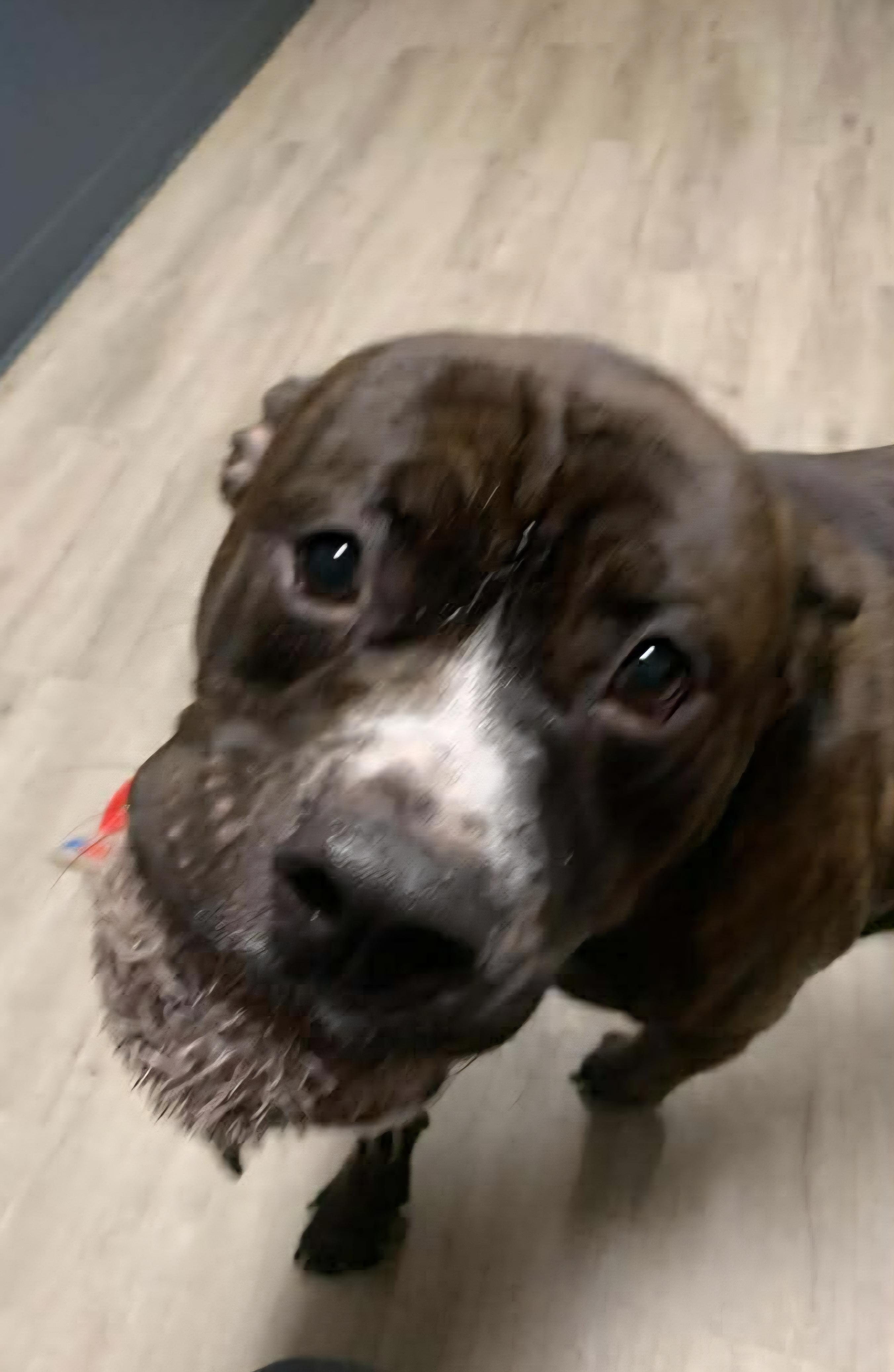 Enlarge Reggie, an adoptable mixed breed in Mansfield, OH image 5/5