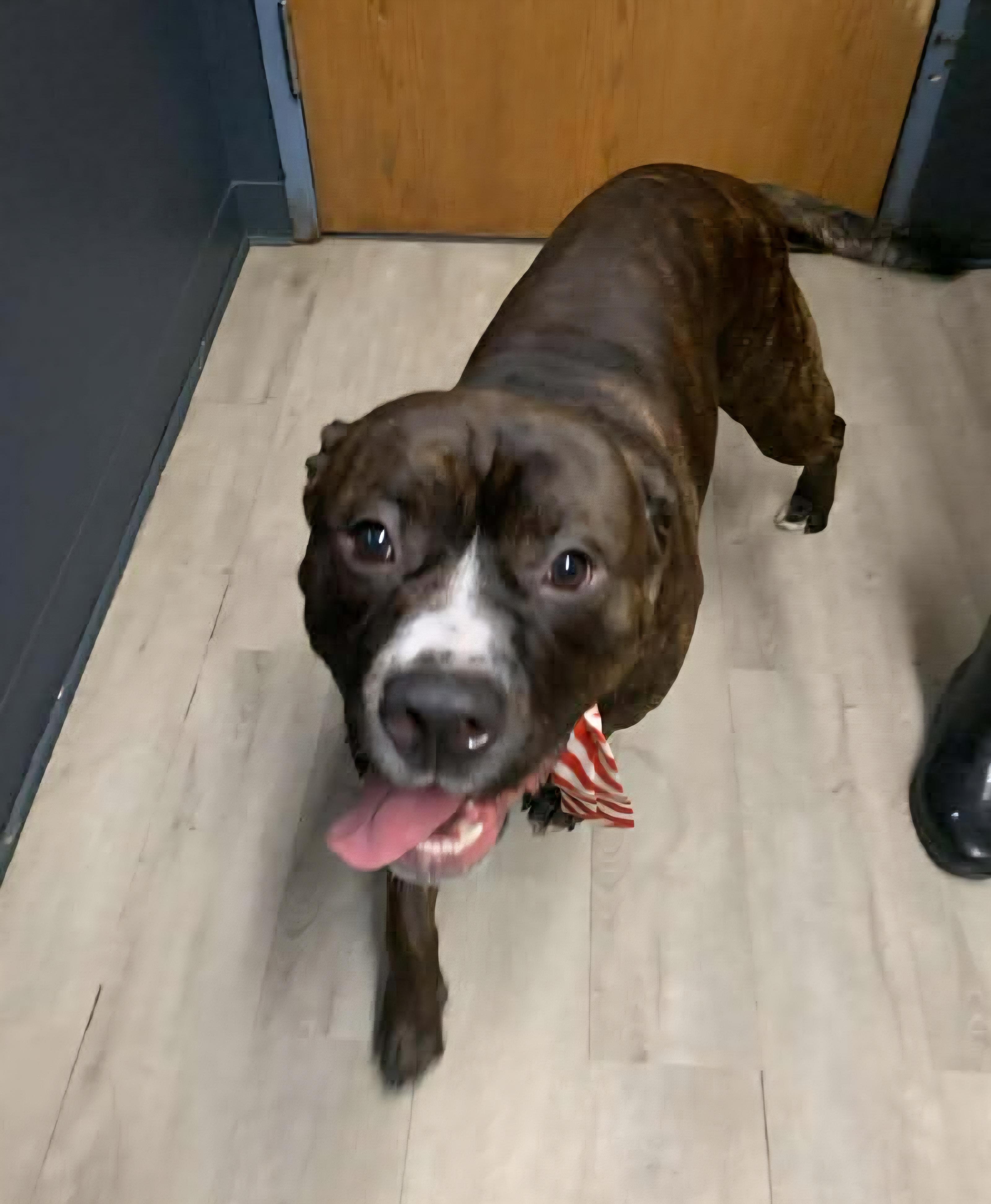 Enlarge Reggie, an adoptable mixed breed in Mansfield, OH image 4/5