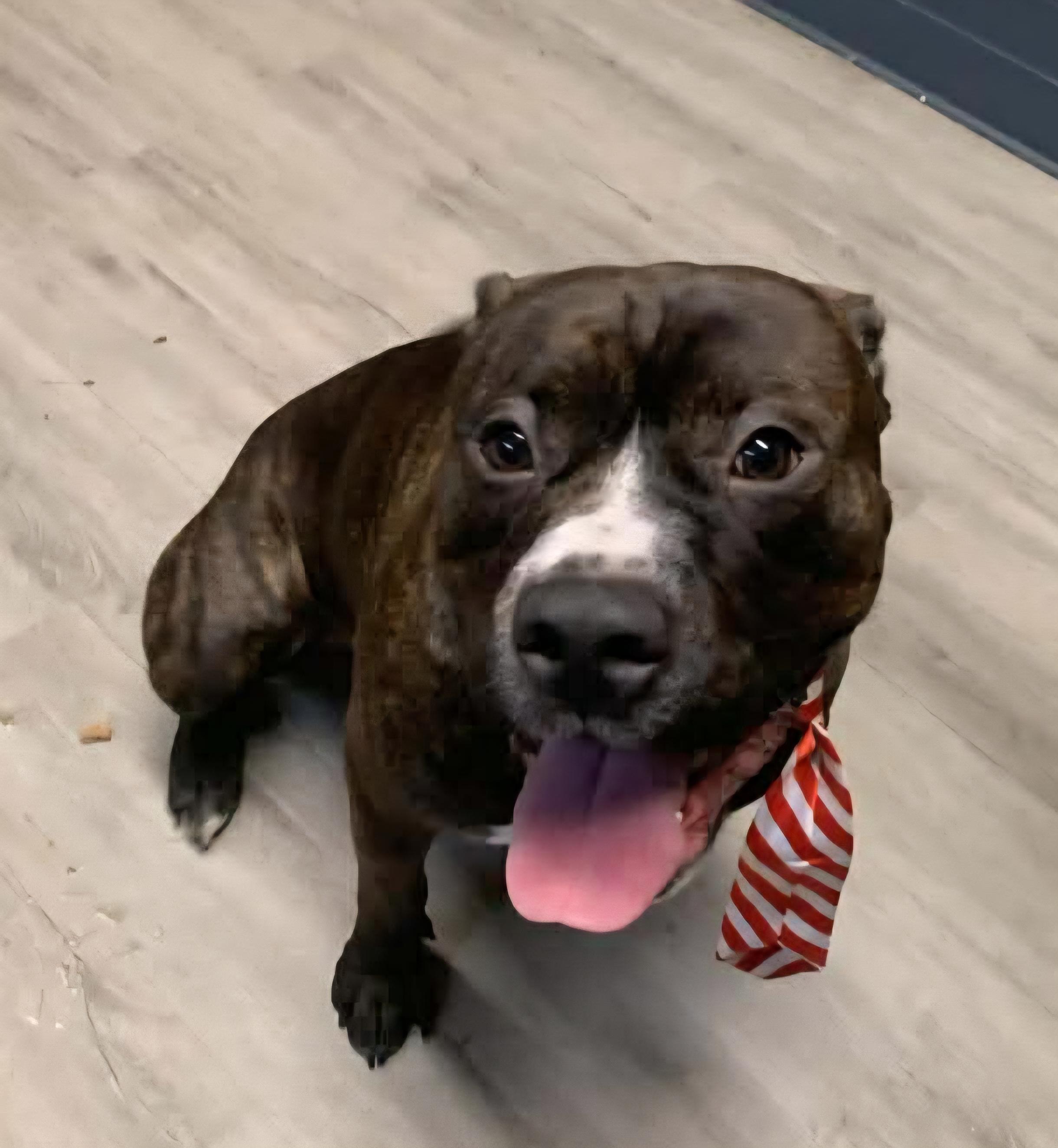 Reggie, adoptable, Adult Male Pit Bull Terrier.