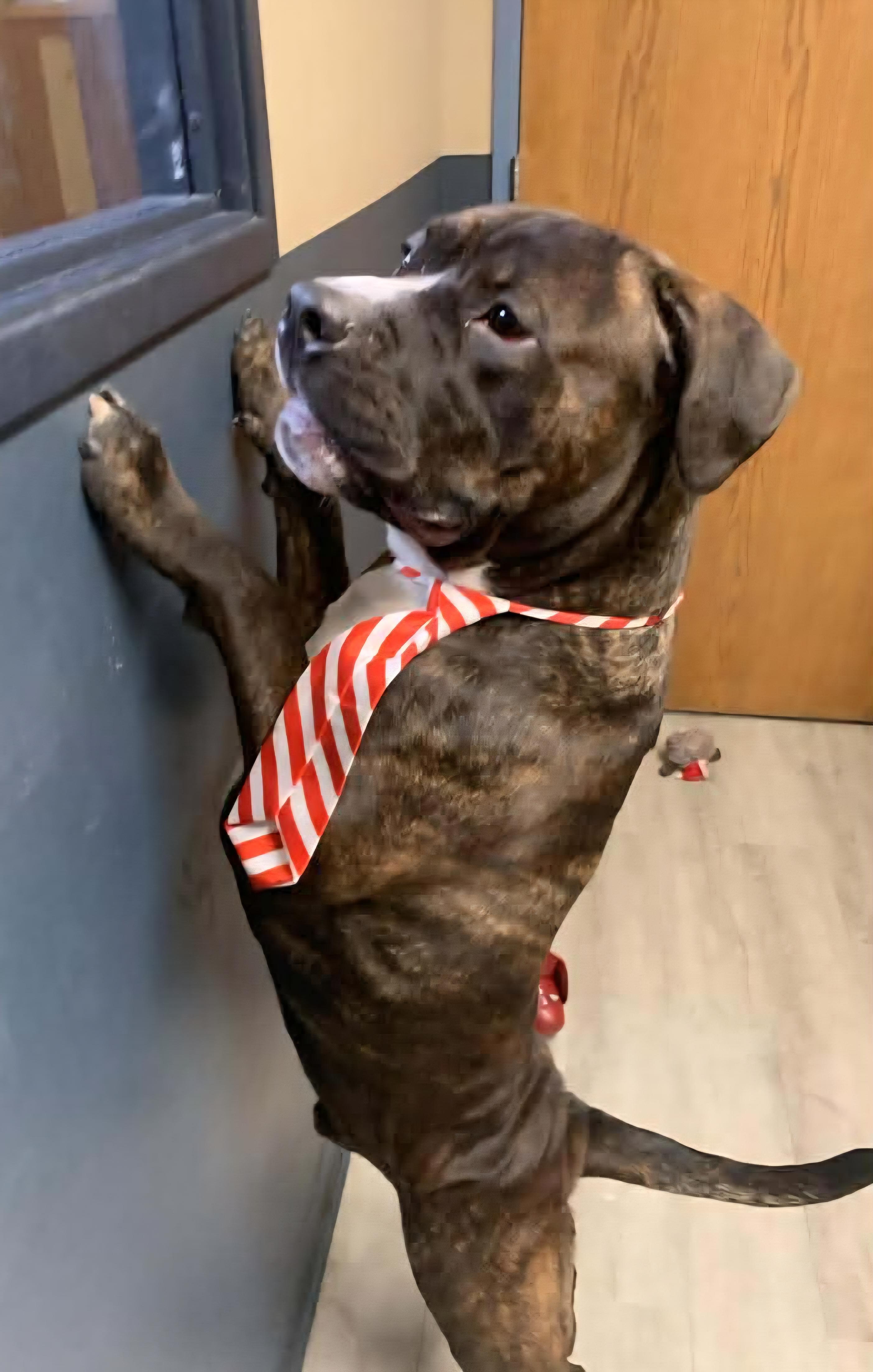 Enlarge Reggie, an adoptable mixed breed in Mansfield, OH image 2/5