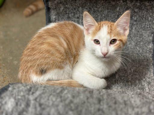 Enlarge Nutty, a Adopted Domestic Short Hair in Marshall, TX image 1/1