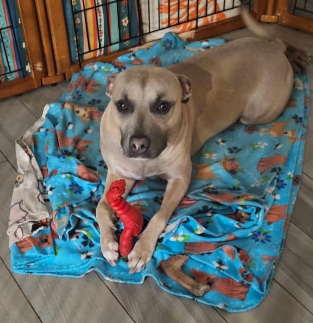 Jasmine, Adoptable, Adult Female Catahoula Leopard Dog & Black Mouth Cur.
