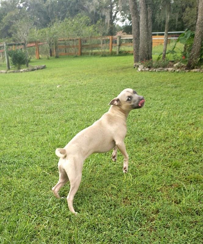 Enlarge Jasmine, a Adoptable mixed breed in Auburn, GA image 4/5