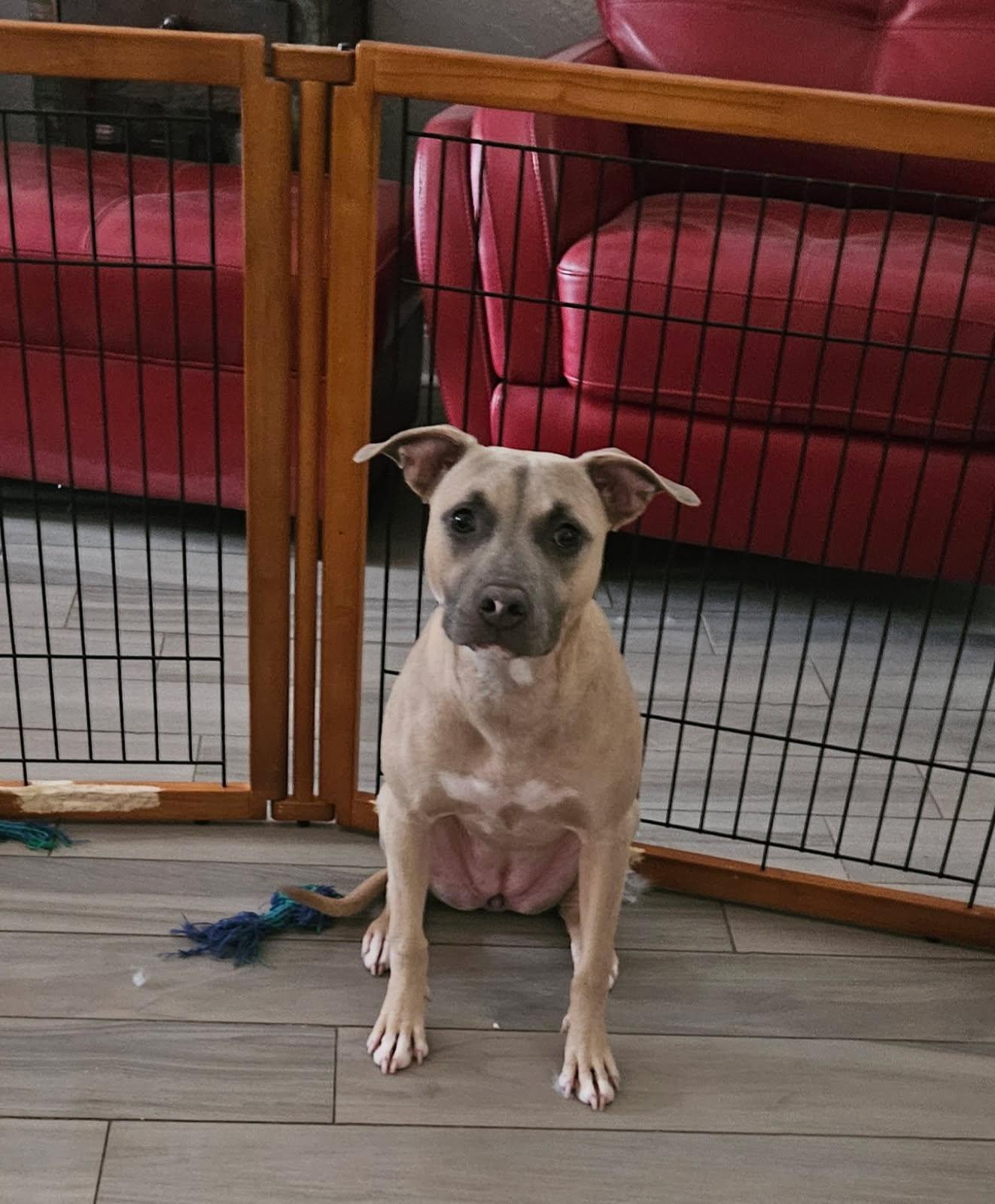 Enlarge Jasmine, a Adoptable mixed breed in Auburn, GA image 5/5