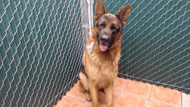 SHERLOCK, Adoptable, Adult Male German Shepherd Dog.