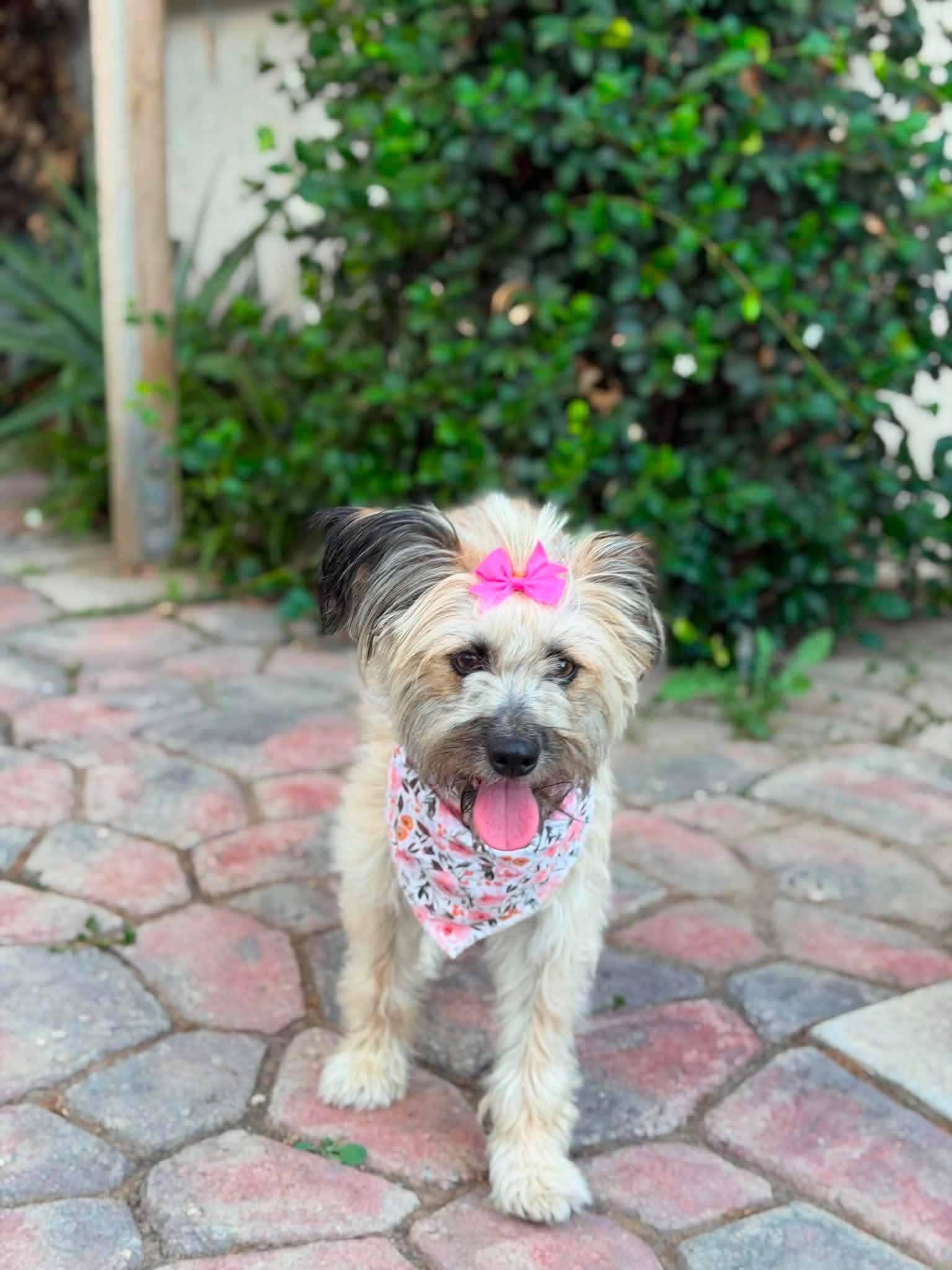 Winn Dixie (Wixie), a ADOPTABLE mixed breed in Reseda, CA image 5/5