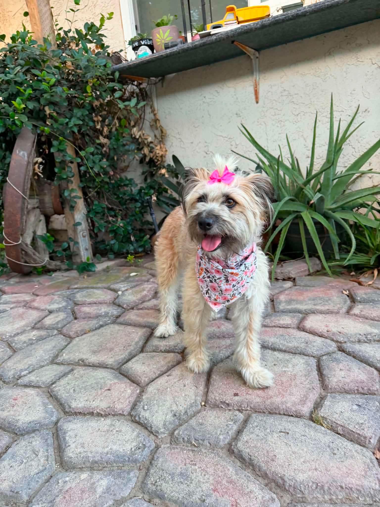 Winn Dixie (Wixie), a ADOPTABLE mixed breed in Reseda, CA image 2/5