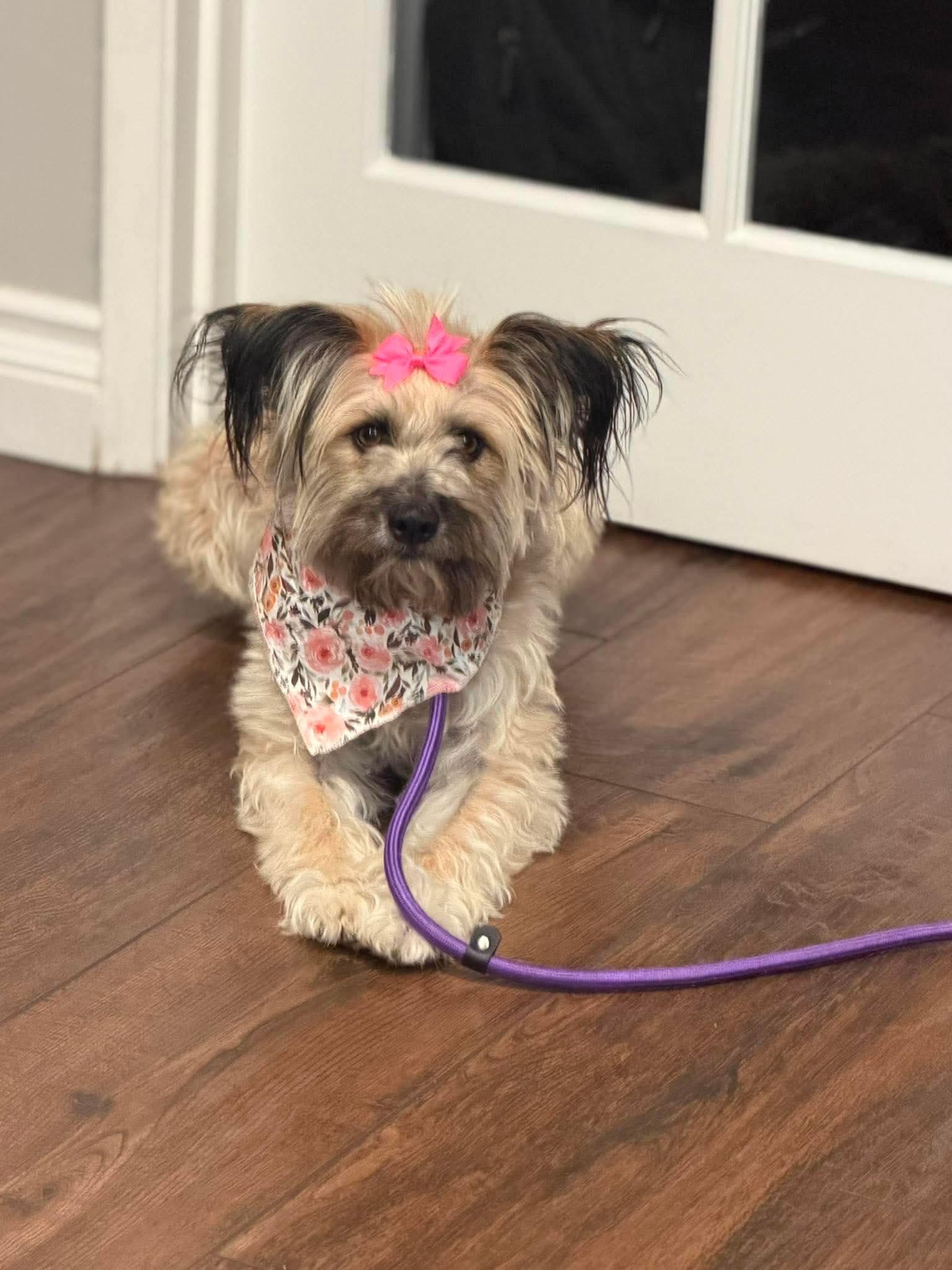 Winn Dixie (Wixie), a ADOPTABLE mixed breed in Reseda, CA image 4/5