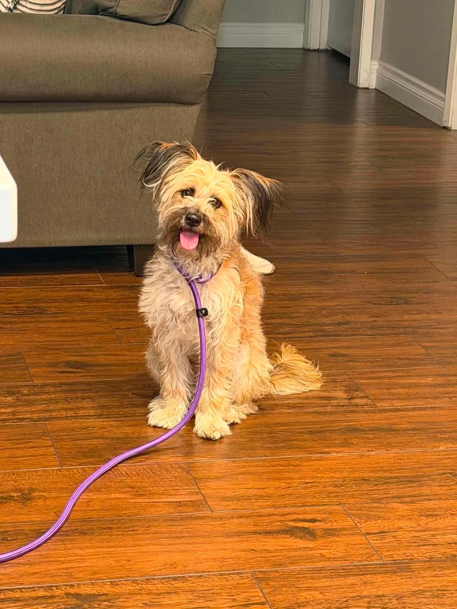 Winn Dixie (Wixie), a ADOPTABLE mixed breed in Reseda, CA image 1/5