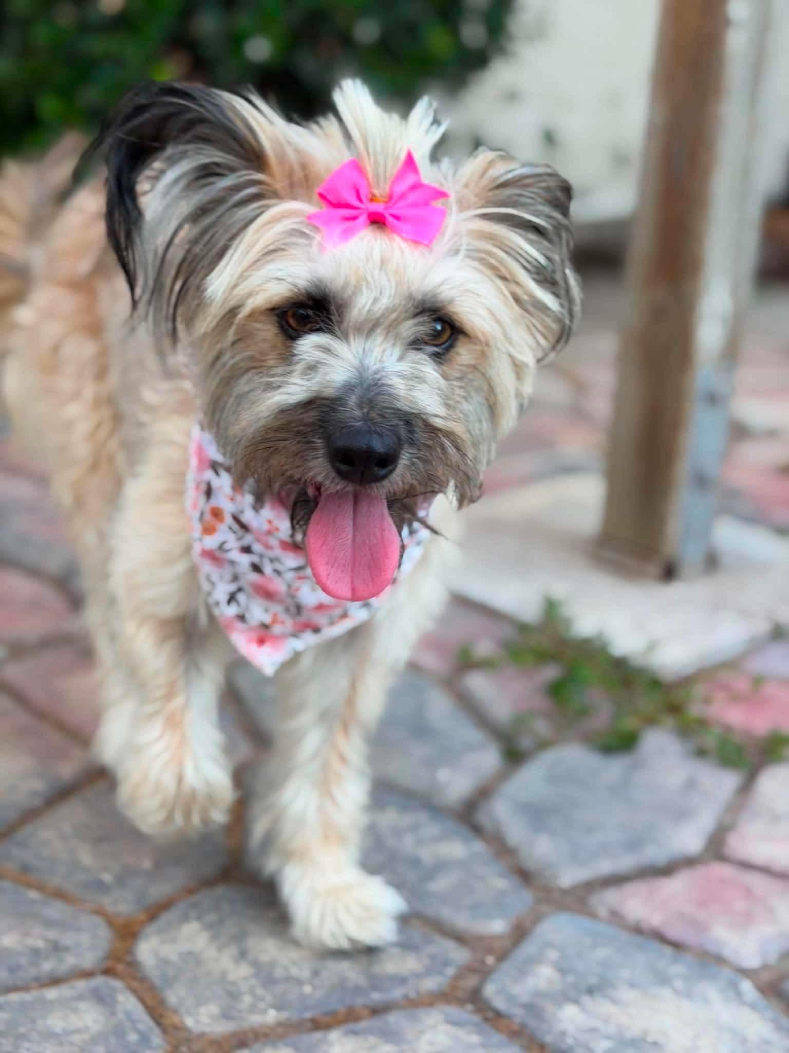 Winn Dixie (Wixie), a ADOPTABLE mixed breed in Reseda, CA image 3/5