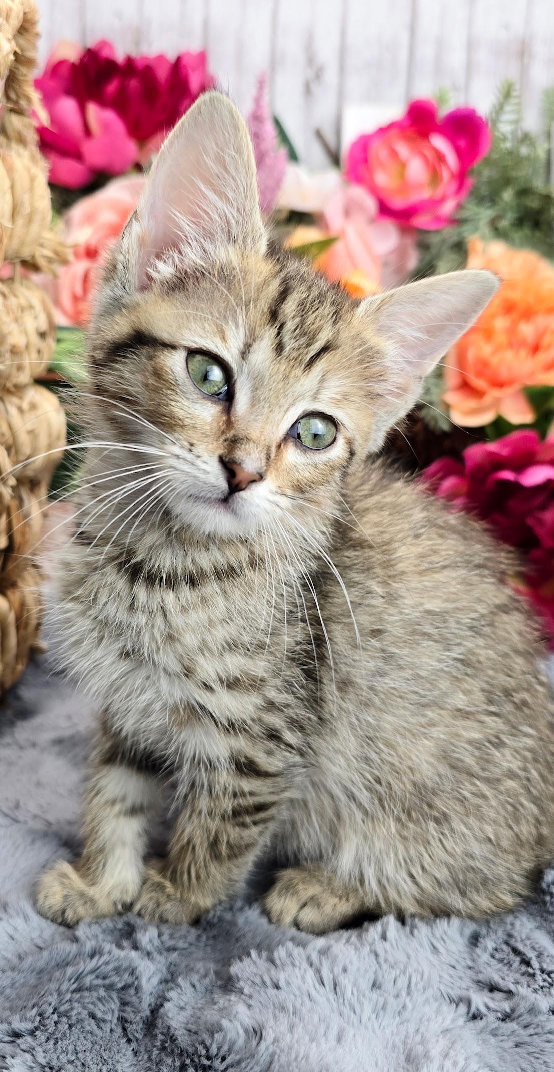 Lemon, a Adoptable Domestic Short Hair in Rocky Hill, CT image 3/4