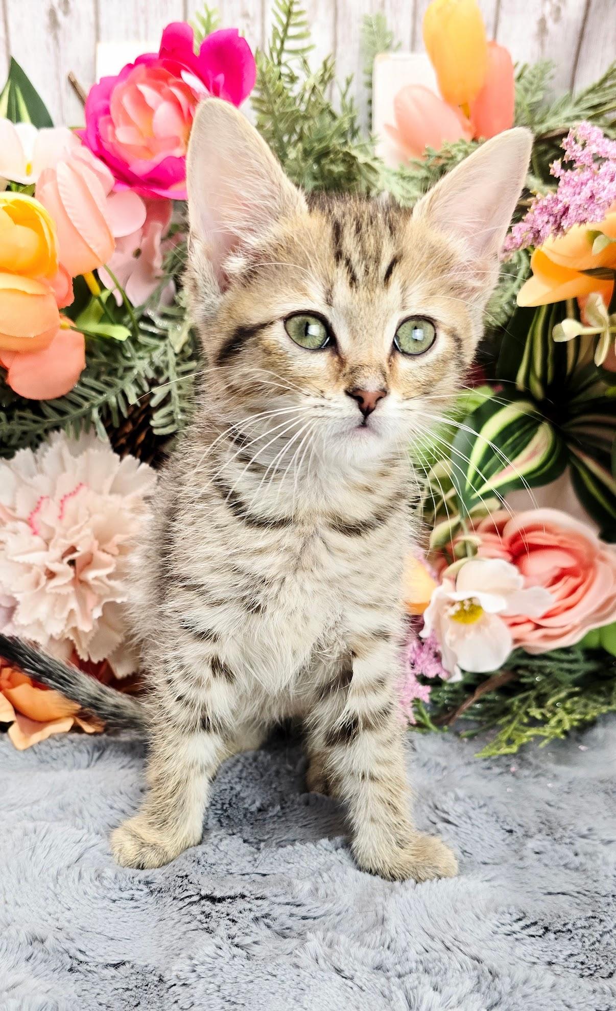Lemon, a Adoptable Domestic Short Hair in Rocky Hill, CT image 4/4