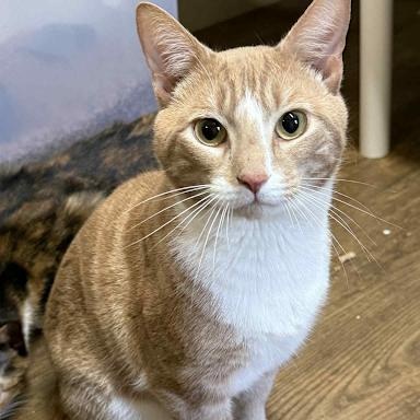 Photo of Bentley