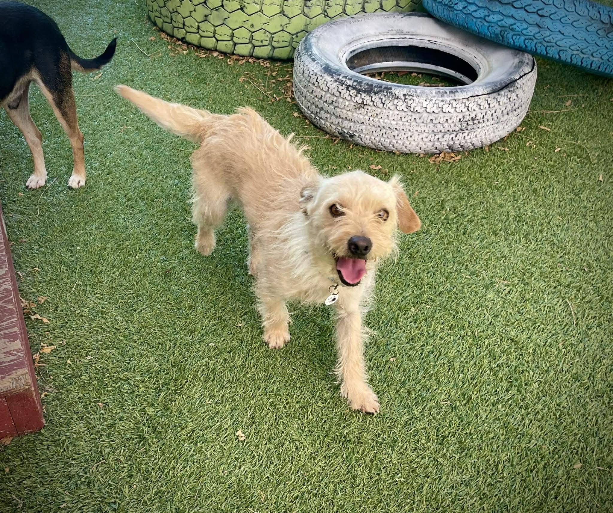 Enlarge Niche, an adopted mixed breed in Phoenix, AZ image 5/5
