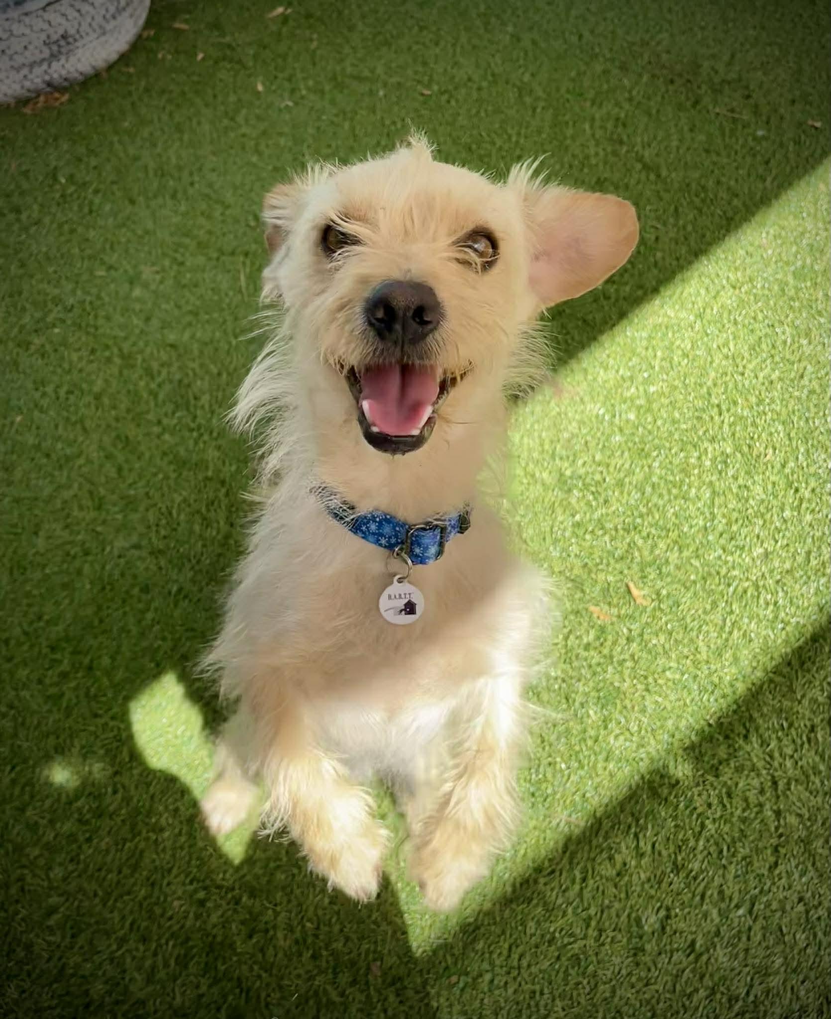 Niche, adopted, Young Male Cairn Terrier.
