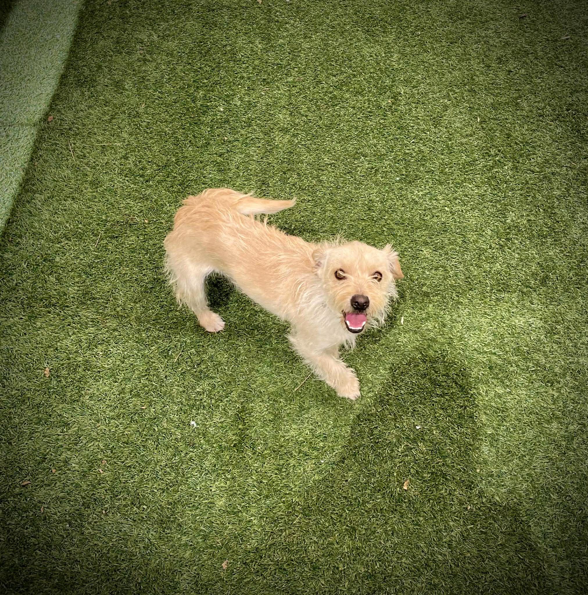 Enlarge Niche, an adopted mixed breed in Phoenix, AZ image 3/5
