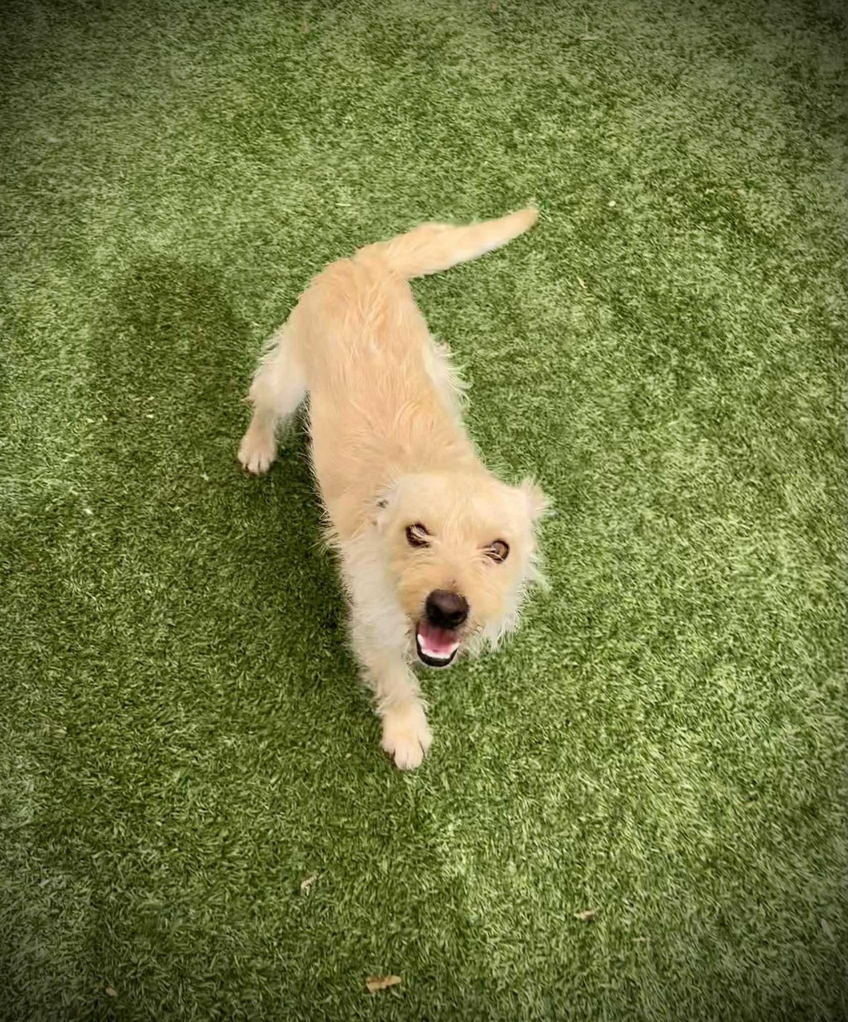 Enlarge Niche, an adopted mixed breed in Phoenix, AZ image 2/5