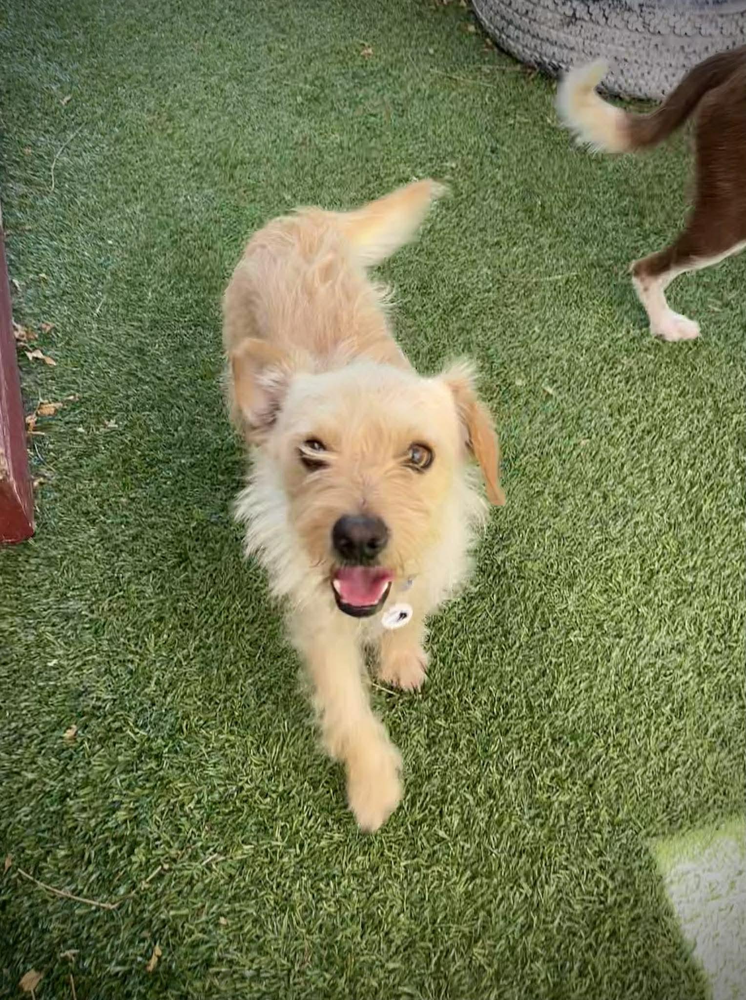 Enlarge Niche, an adopted mixed breed in Phoenix, AZ image 4/5
