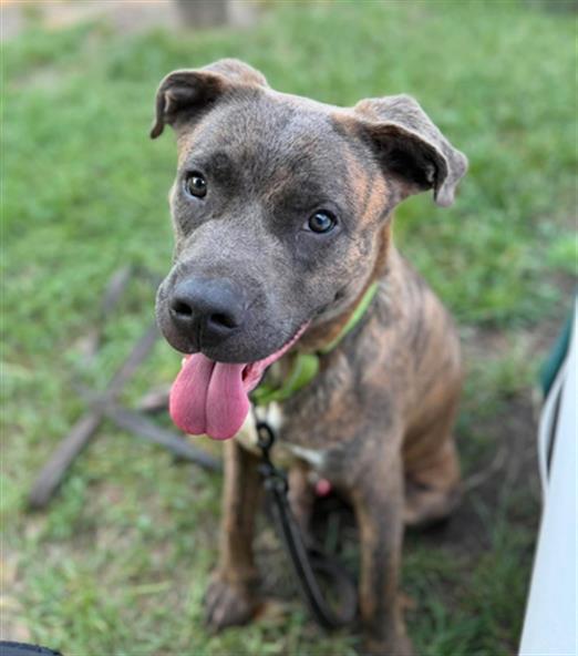 BENTLY, Adoptable, Young Male Mixed Breed.