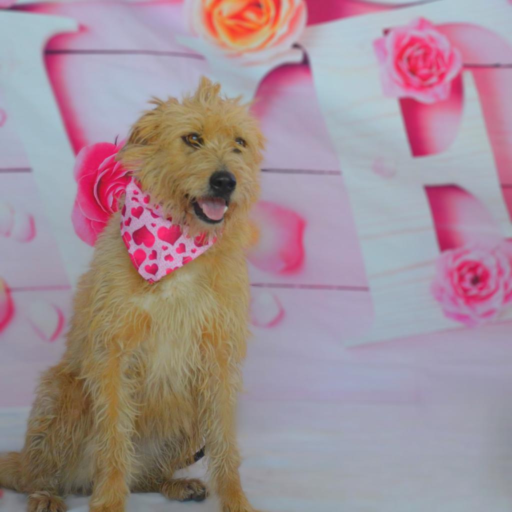 Enlarge Maya JuM, a Adoptable mixed breed in Von Ormy, TX image 5/6