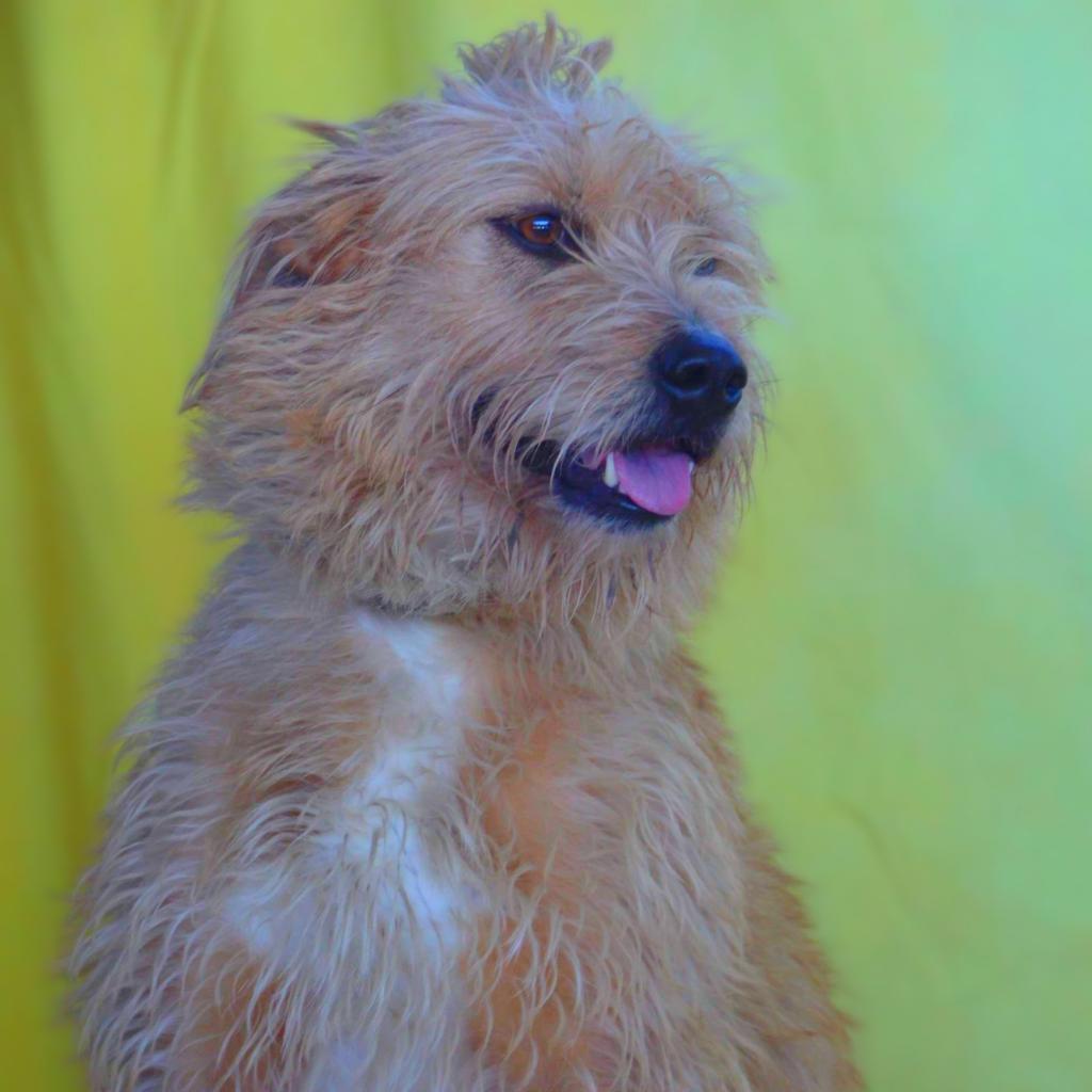 Enlarge Maya JuM, a Adoptable mixed breed in Von Ormy, TX image 6/6
