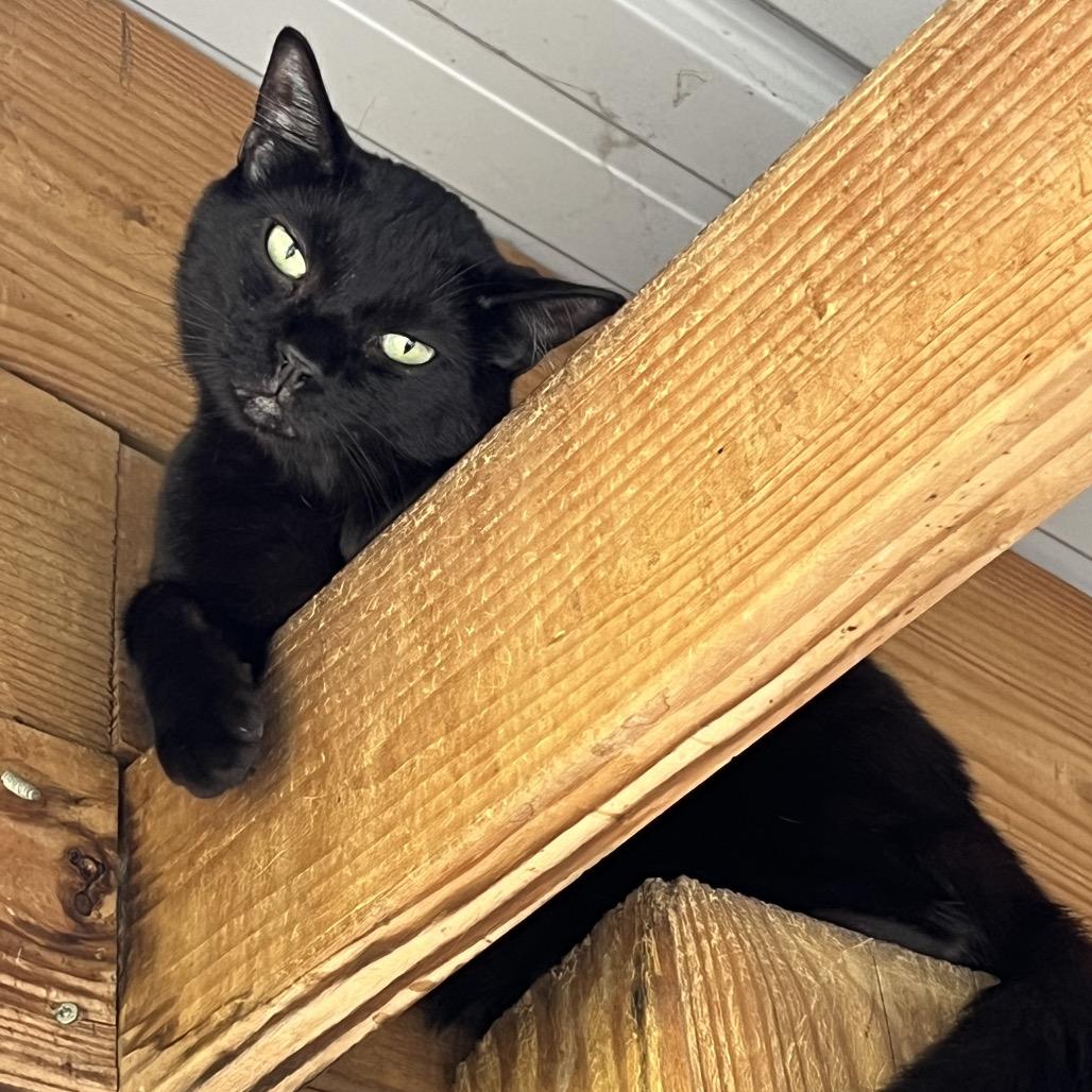 Black Top, Adoptable, Adult Male Domestic Short Hair.