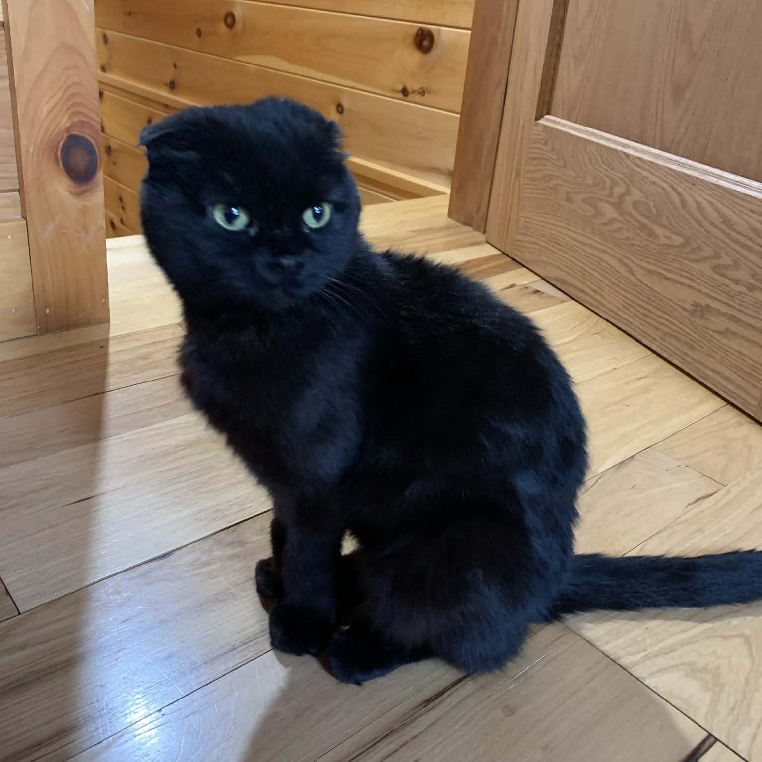 Brave Heart, adopted, Young Male Scottish Fold.