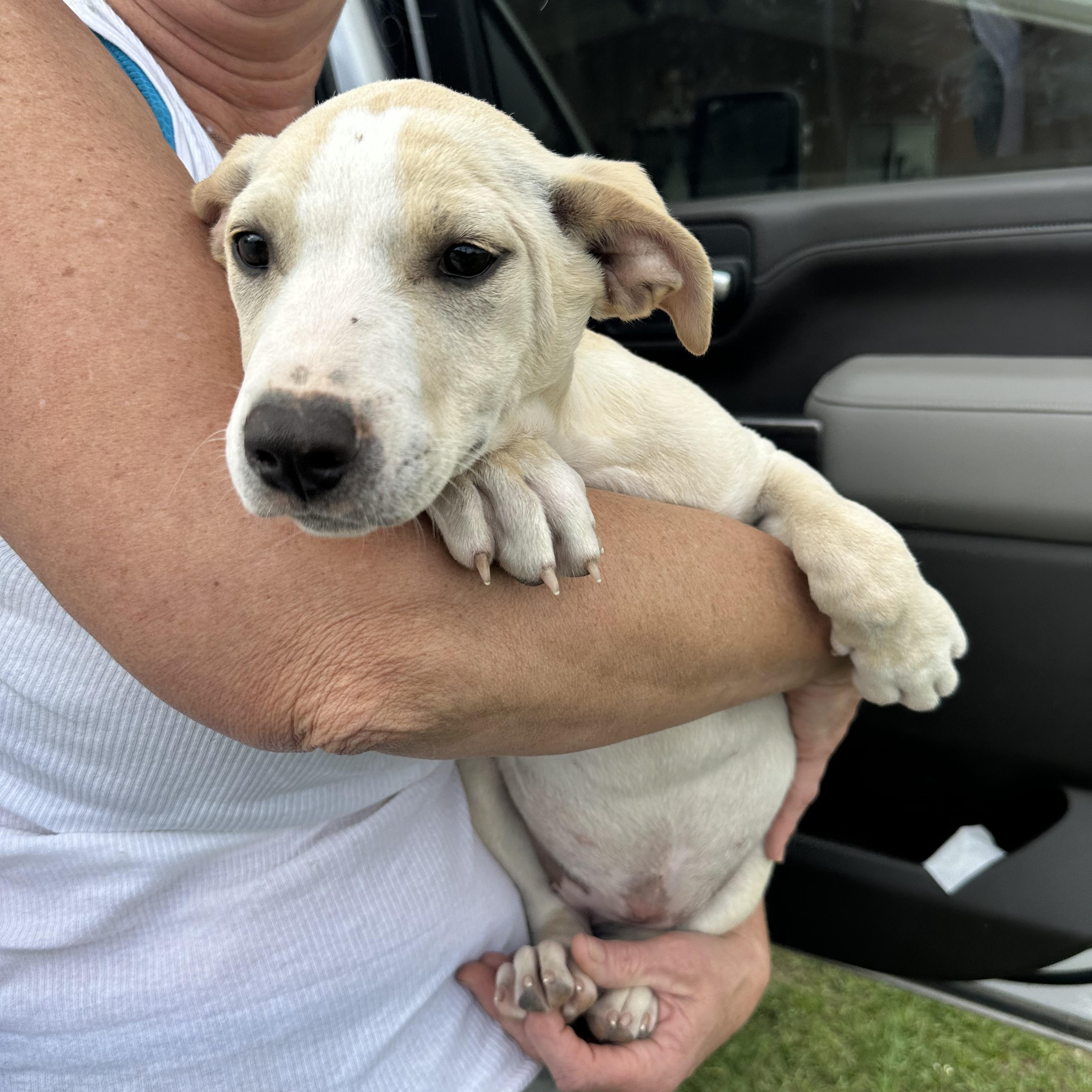 Enlarge Vanilla, a Adoptable mixed breed in Houston, TX image 5/5