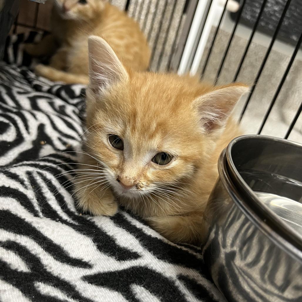 Gemini, Adoptable, Kitten Male Domestic Medium Hair.
