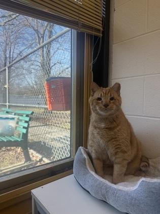 Autumn, Adoptable, Senior Male Domestic Short Hair & Domestic Short Hair.