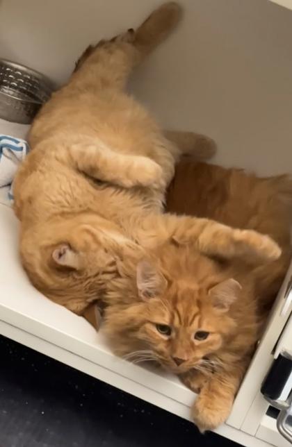 Enlarge Autumn, a Adoptable Domestic Short Hair in Bensalem, PA image 2/3