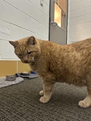 Enlarge Autumn, a Adoptable Domestic Short Hair in Bensalem, PA image 3/3