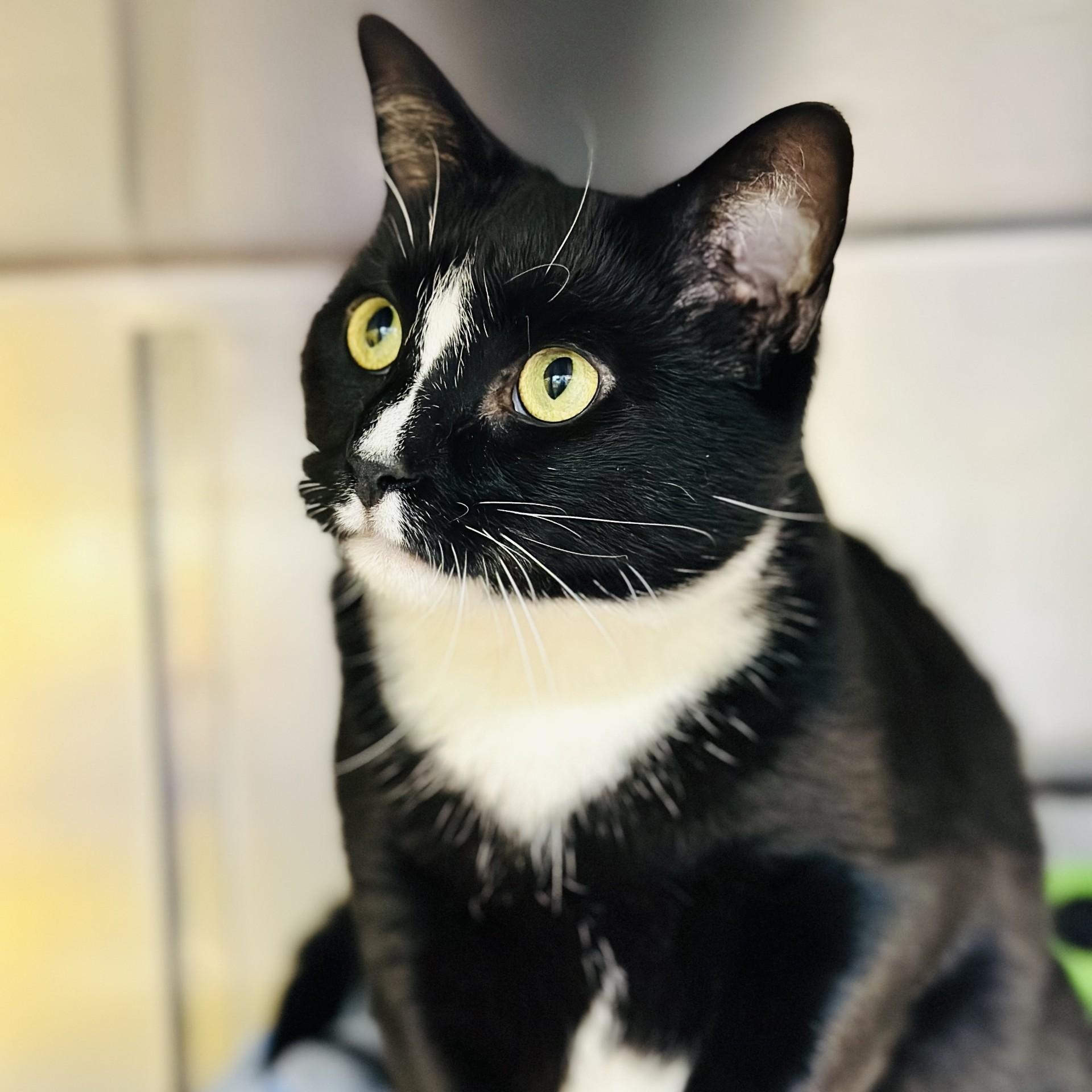Salem, ADOPTABLE, Adult Female Domestic Short Hair.