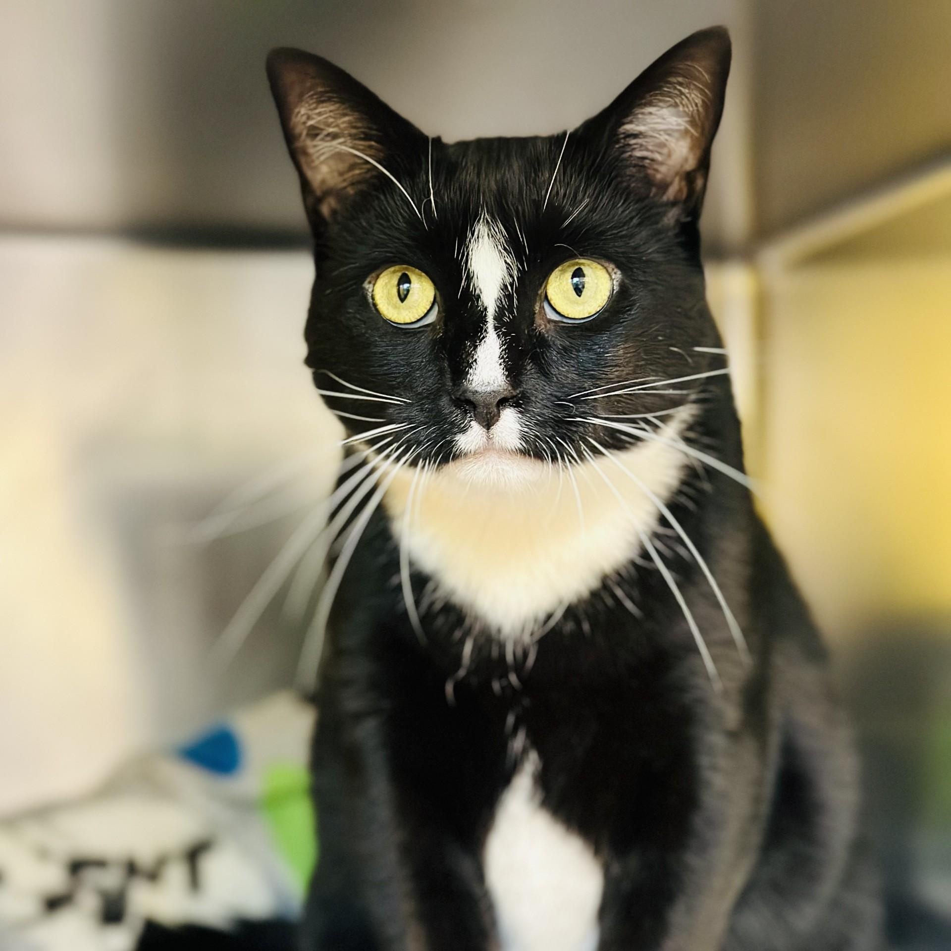 Salem, a ADOPTABLE Domestic Short Hair in Jackson, NJ image 2/2