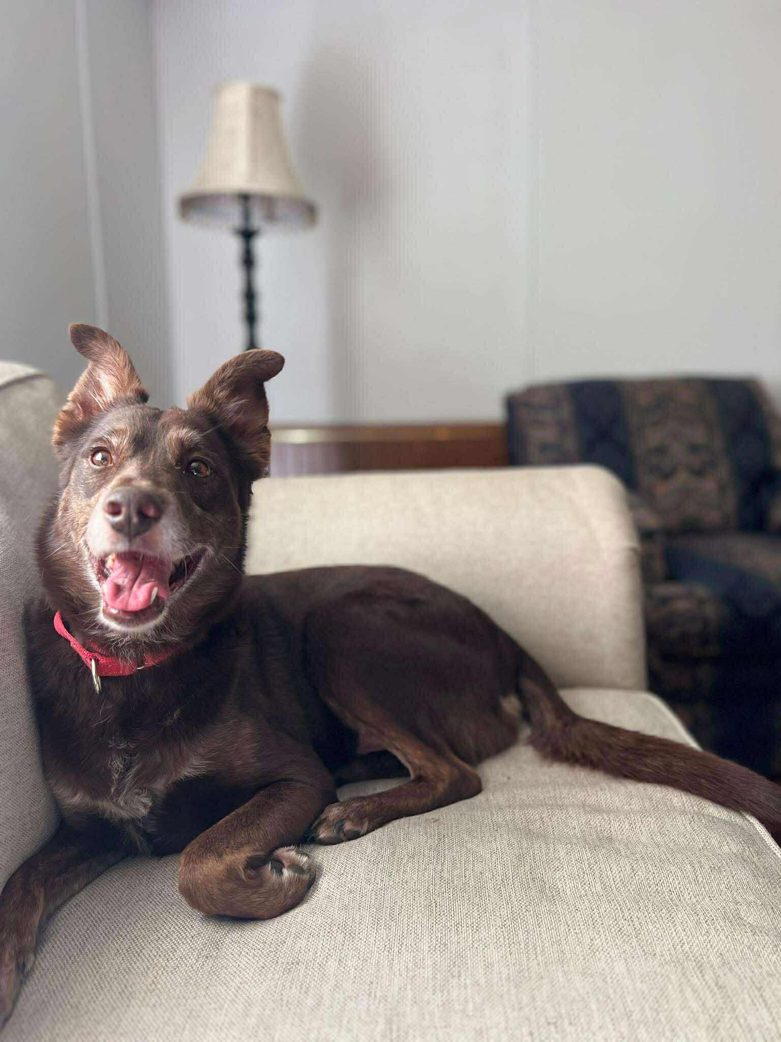 Enlarge Charlie Brown, a Adoptable mixed breed in Asheville, NC image 1/6