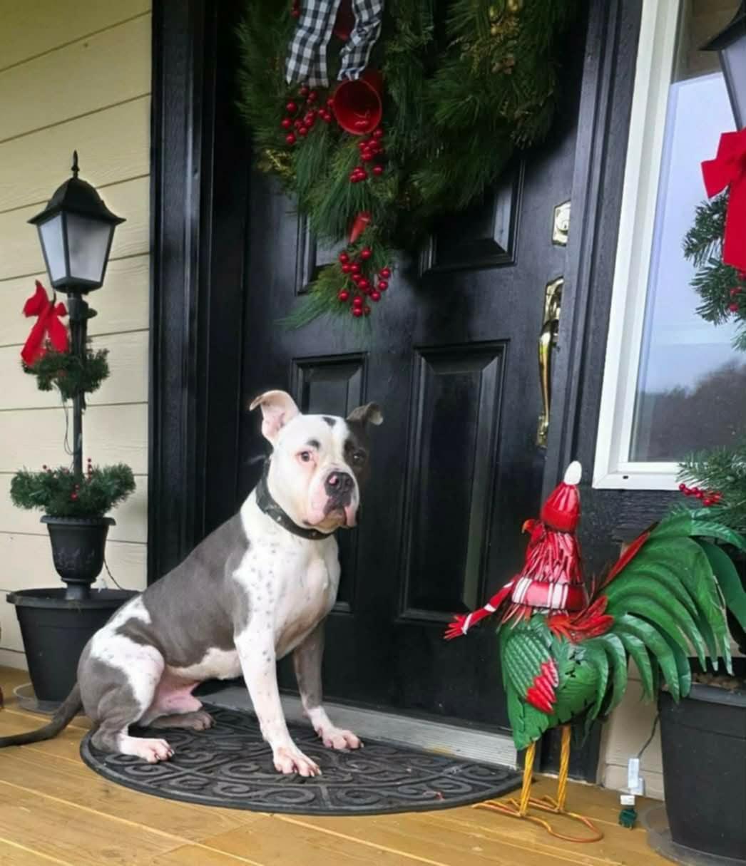 Silvio, a ADOPTABLE American Bully in Oakville, WA image 1/4