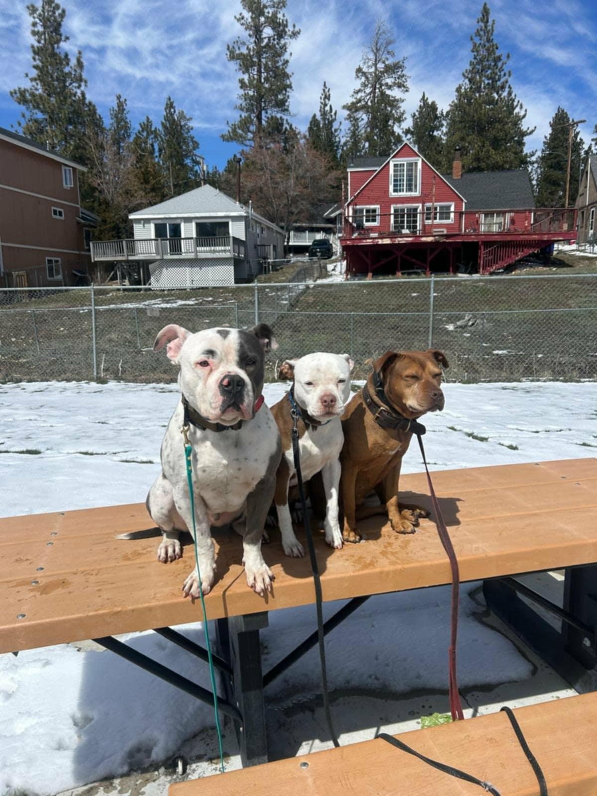 Silvio, a ADOPTABLE American Bully in Oakville, WA image 3/4