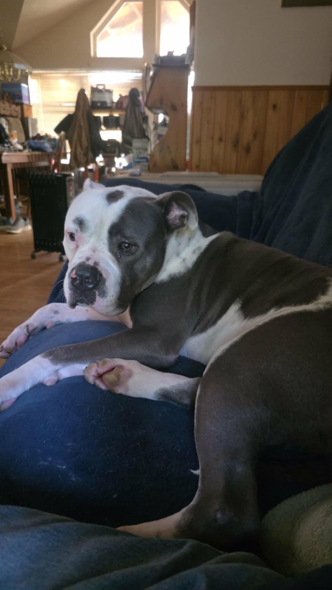 Silvio, a ADOPTABLE American Bully in Oakville, WA image 2/4